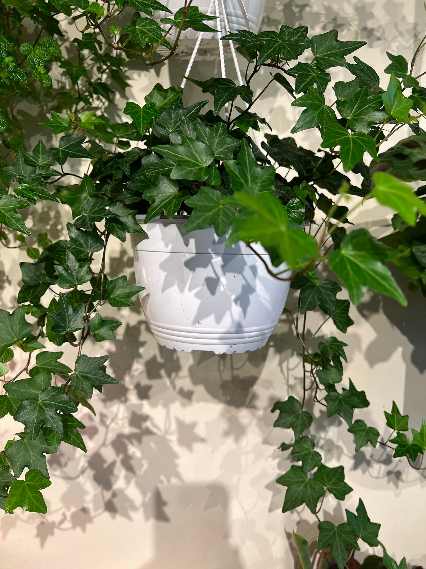Ivy | English  Mix