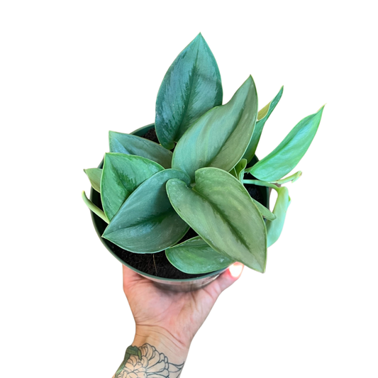Pothos | Treubii Moonlight