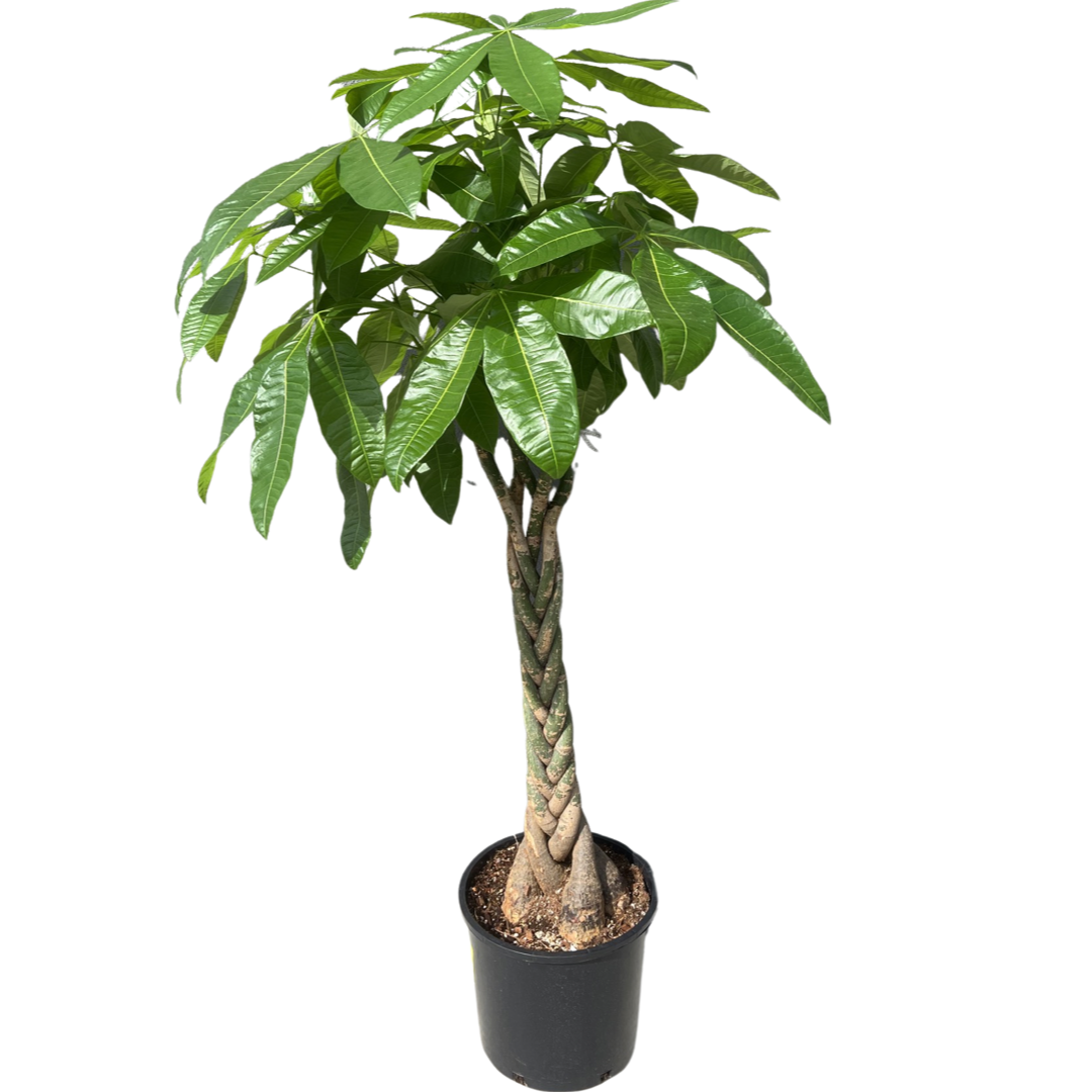 money tree malaysia Money Tree