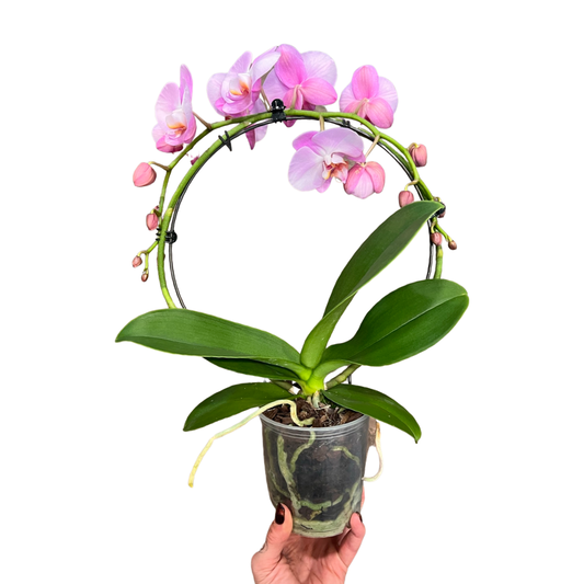 Orchids | Infinity Phalaenopsis 5”