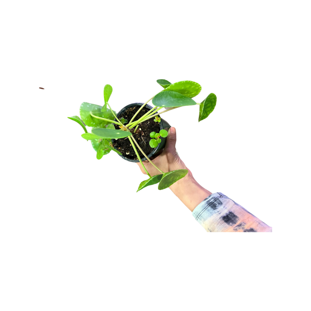 Pilea | Peperomiodies Money Plant
