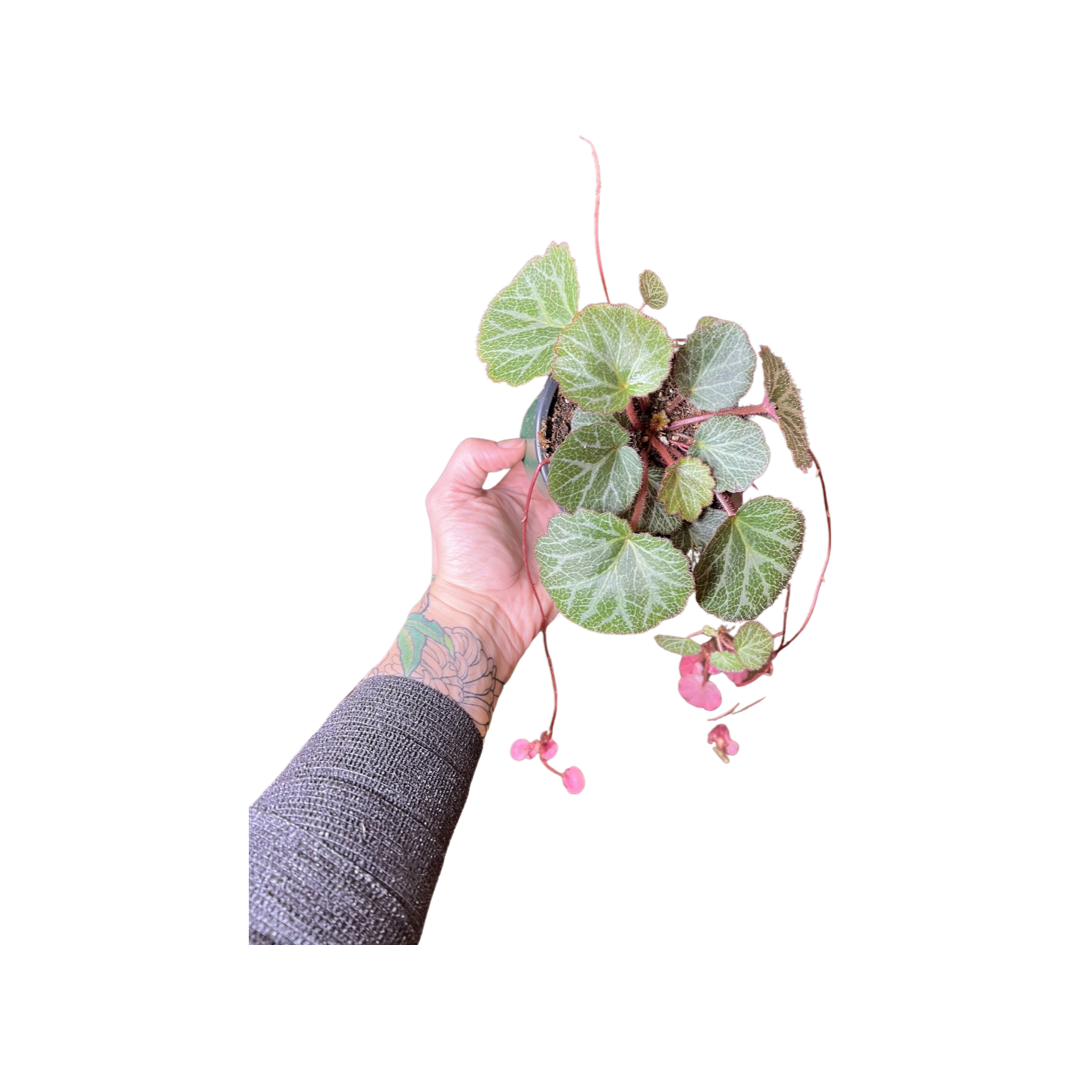 Begonia | Strawberry