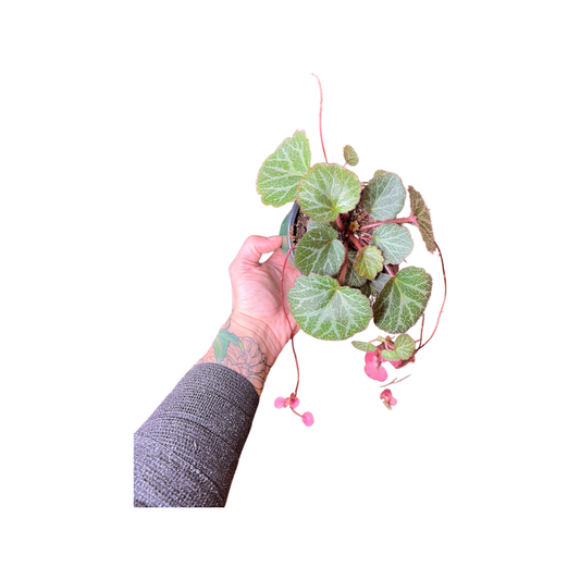 Begonia | Strawberry