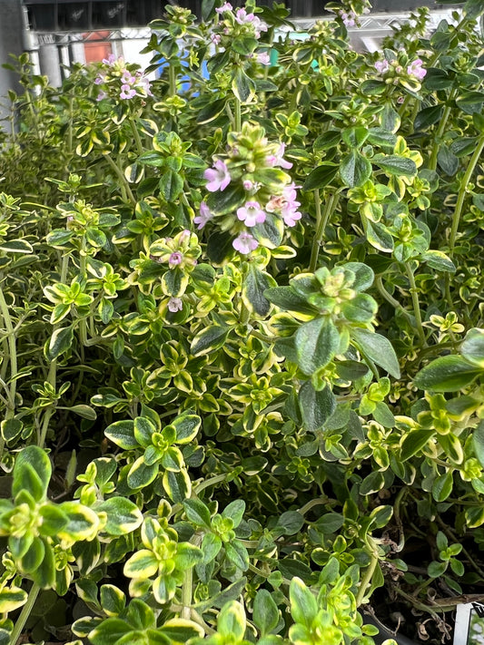 Thyme 3.5" | Garden Seedling