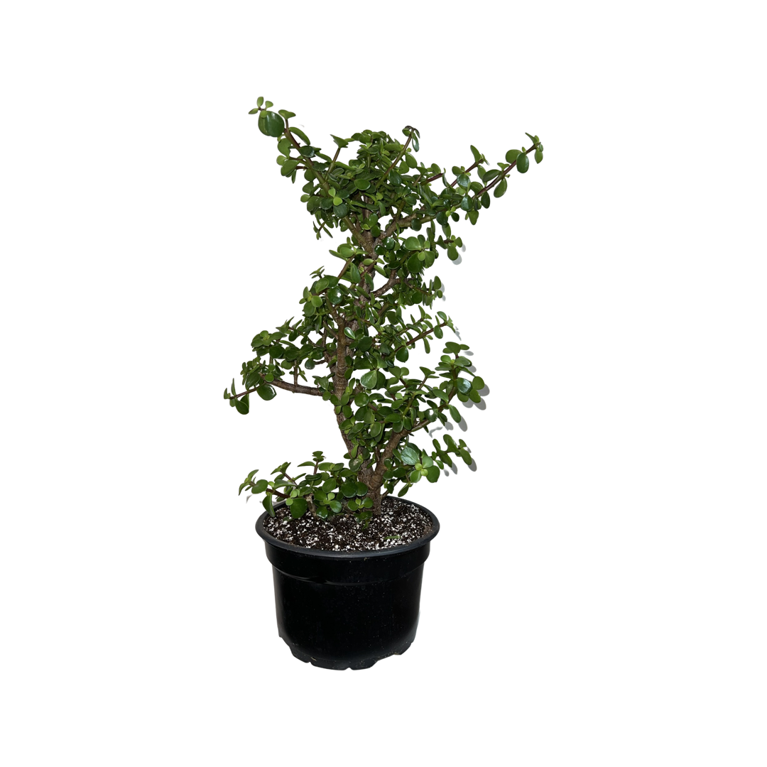 Bonsai | Jade 8" Growers Pot