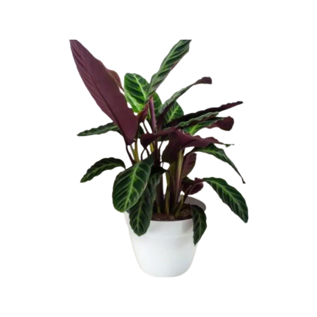 Calathea | Jungle Velvet