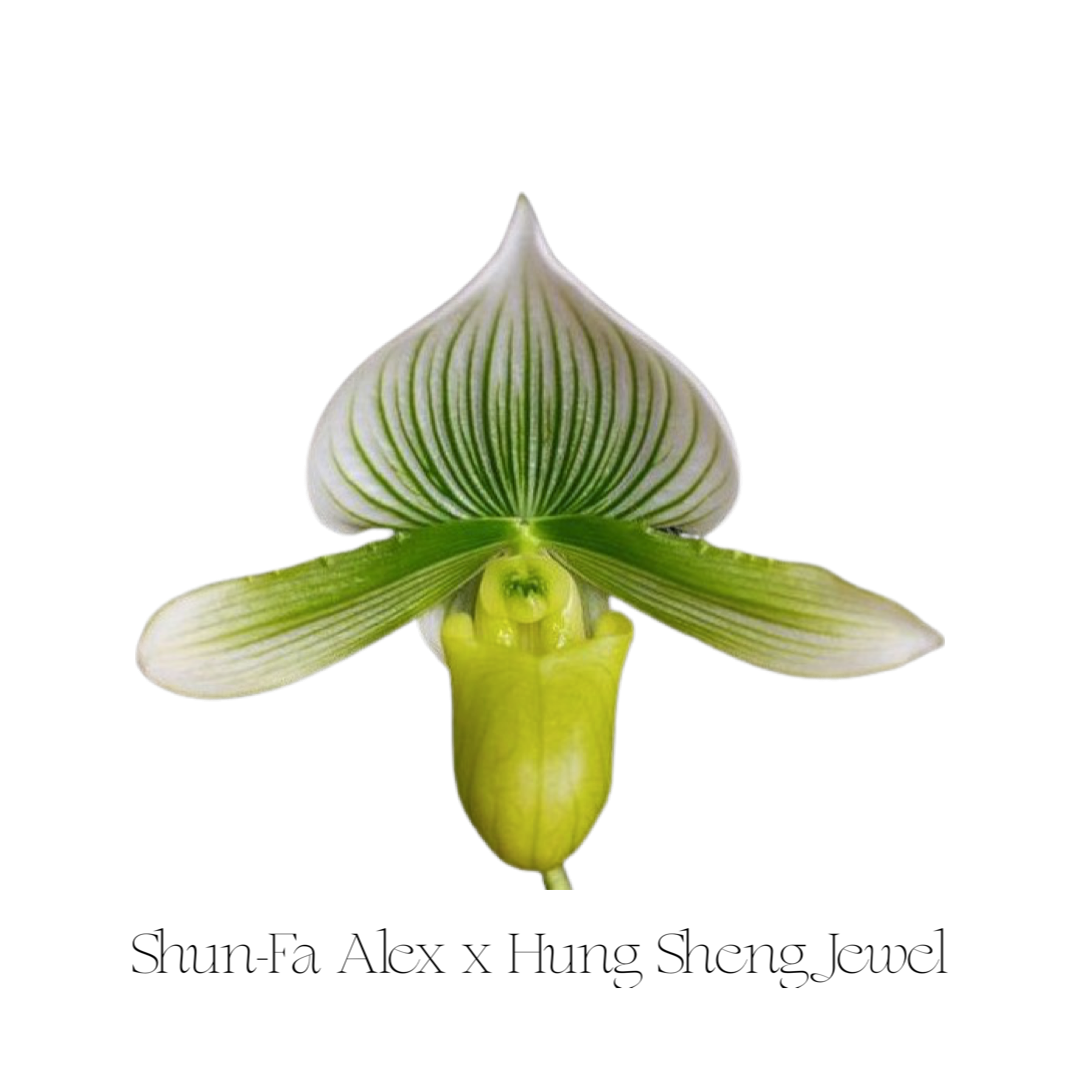Orchids | Lady Slipper