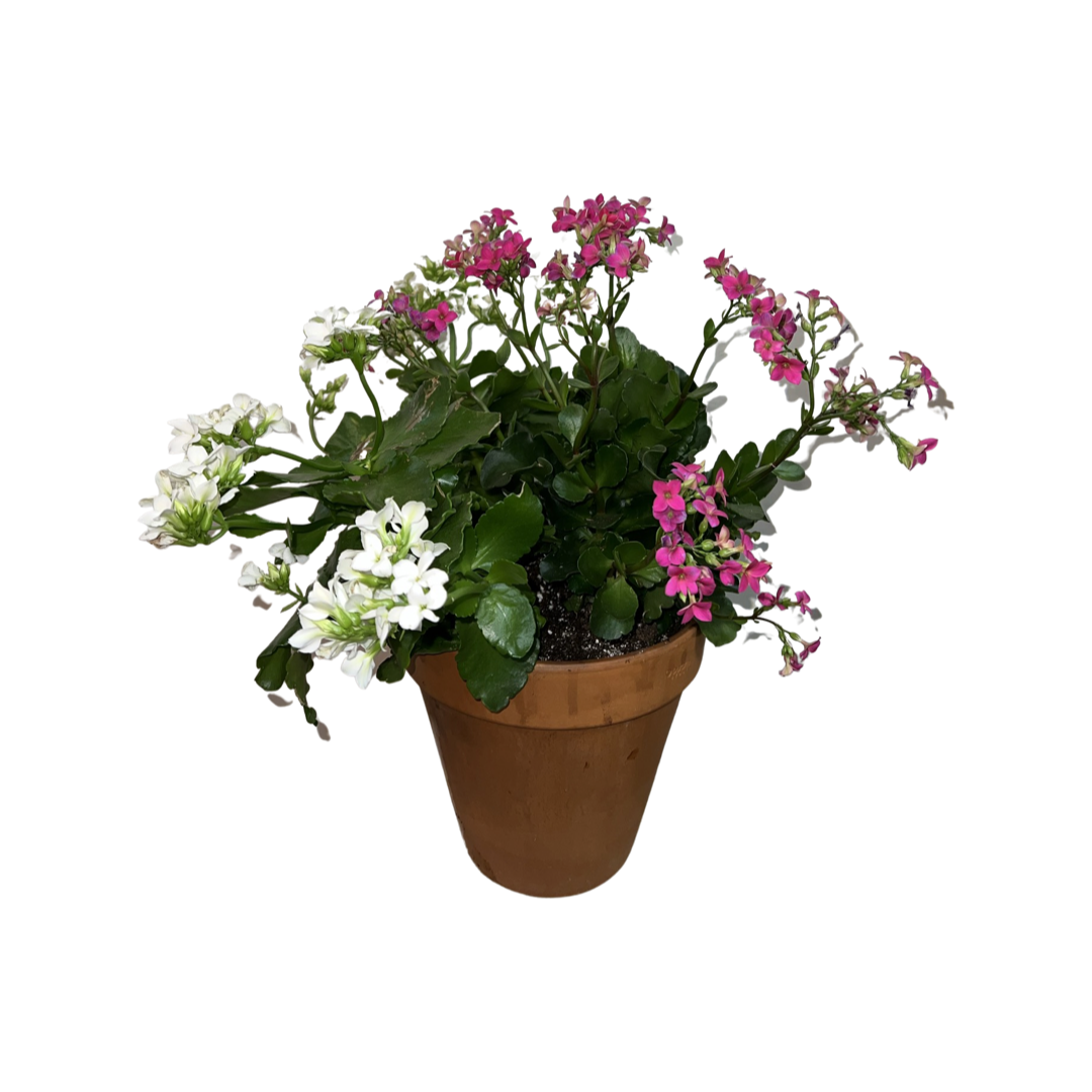 Kalanchoe