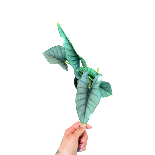 Alocasia | Reginae