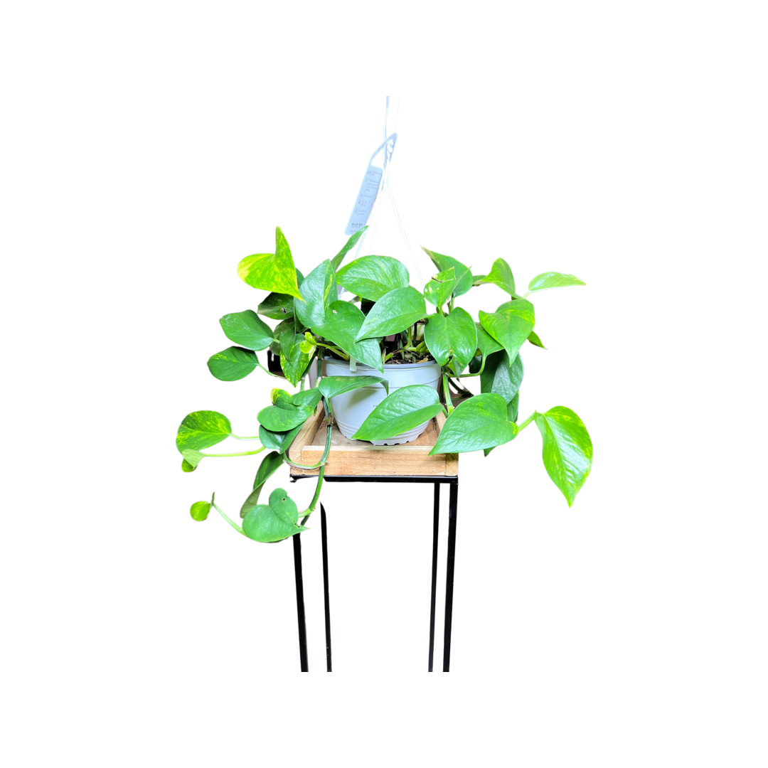 Pothos | Golden
