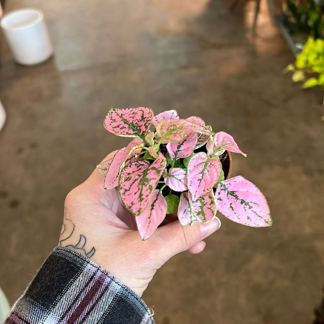 Polka Dot Plant