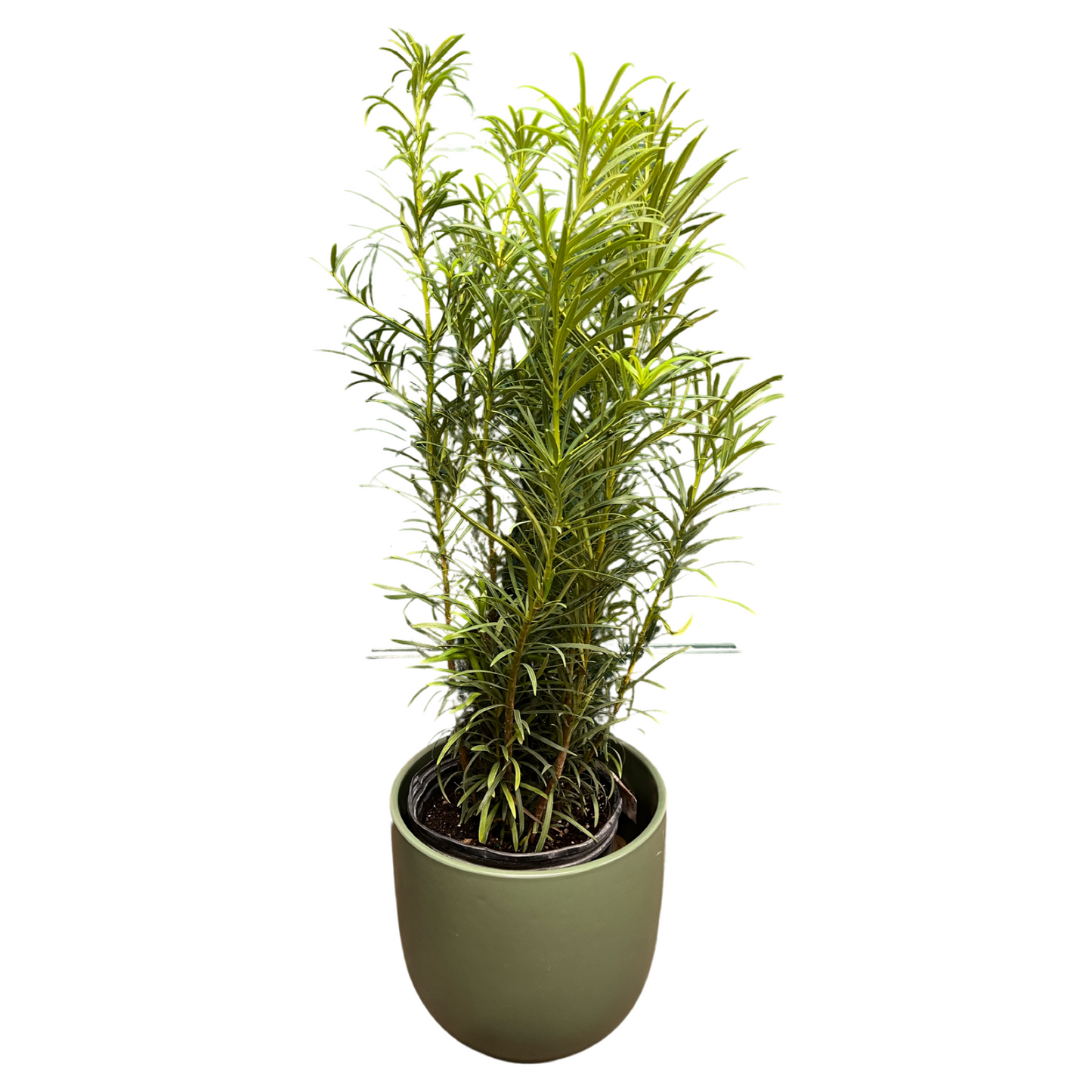 Podocarpus Buddhist Pine
