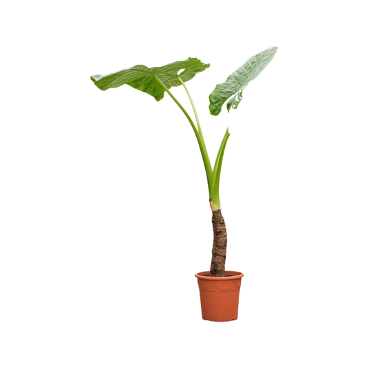 Alocasia |  Macrorrhiza