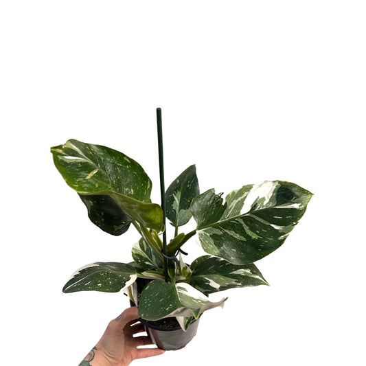 Philodendron | White Wizard